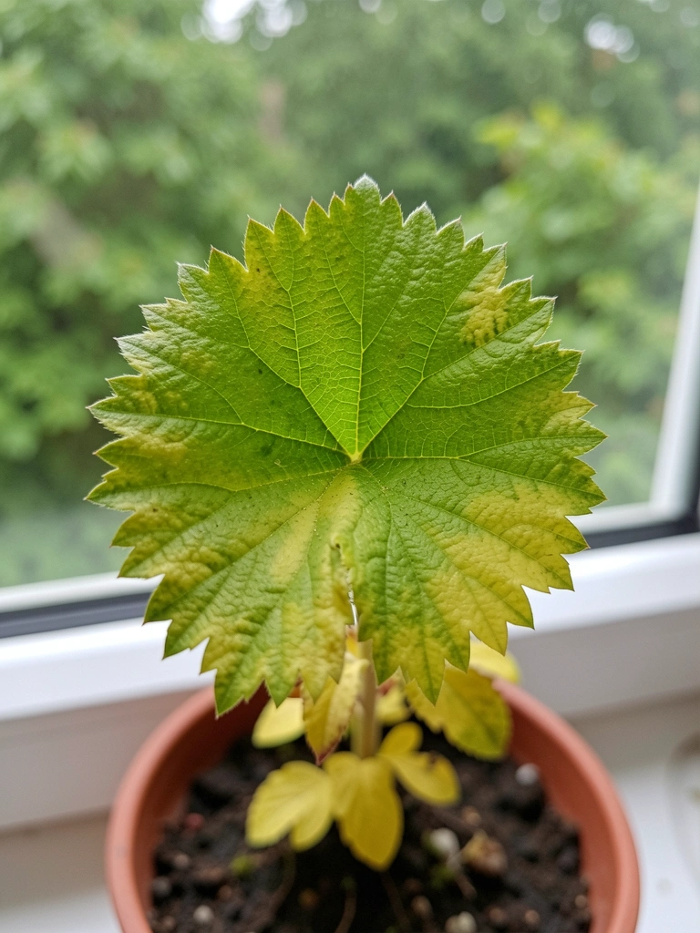 Vaso pequeno com planta na janela, dia nublado