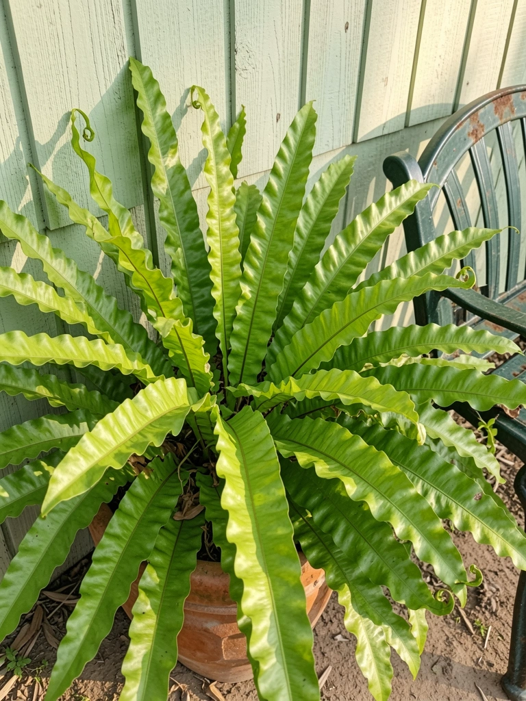 Vaso com samambaia-de-sol sob luz da manhã, folhas verdes vibrantes.