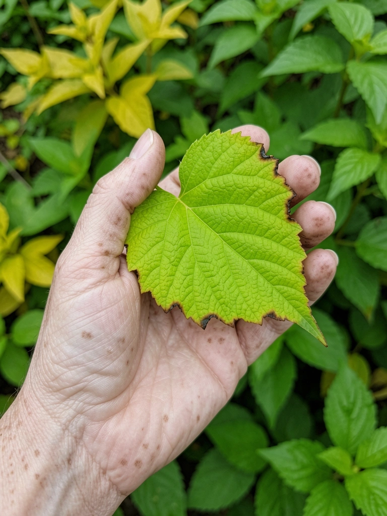 Folha de hortaliça com bordas queimadas e manchas marrons
