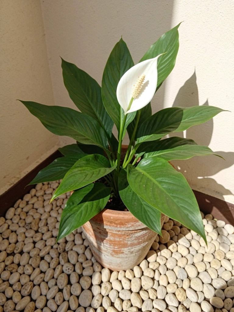 Lírio da Paz com flor branca em vaso sobre superfície clara.